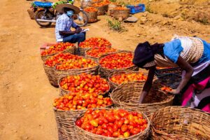 Tomato farmers warn Nigerians product will be scarce in a few months