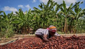 Tinubu wants Africa to stop exporting raw cocoa beans
